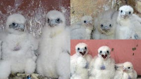 We Energies peregrine falcon chicks officially named, banded