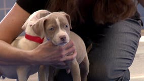 "They're settling in well:" 15 dogs, 10 cats arrive in Milwaukee from FL shelter amid Hurricane Irma