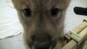 Wildlife Sanctuary visitors get first look at wolf pups in Green Bay