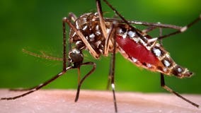 Health officials watching mosquitoes in Texas after Harvey