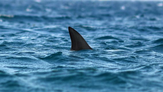 90% of sharks mysteriously wiped out nearly 20 million years ago: researchers