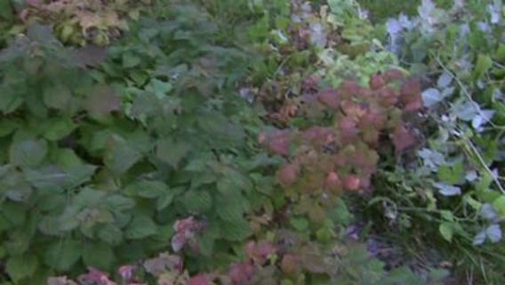 Growing herbs, kale & preparing for next planting season
