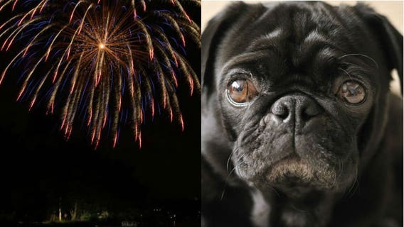 "Her body starts shaking:" FDA approves new drug to help pets with anxiety due to fireworks