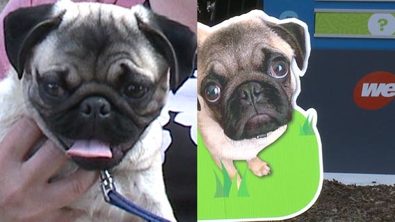 Call before you dig: Meet Chubbs, the 5-month-old pug named We Energies' 'ambassadog'