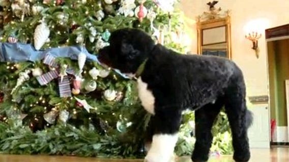 FOX6 Web Fix: Bo inspects the White House decorations