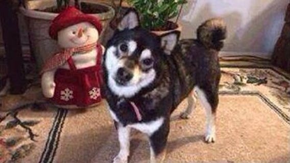 Search underway for Shiba Inu, missing since Friday