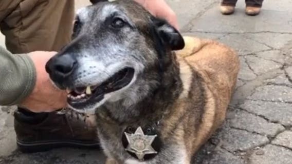 'Rest in peace Soldier:' Waukesha County Sheriff's Office mourns loss of K-9