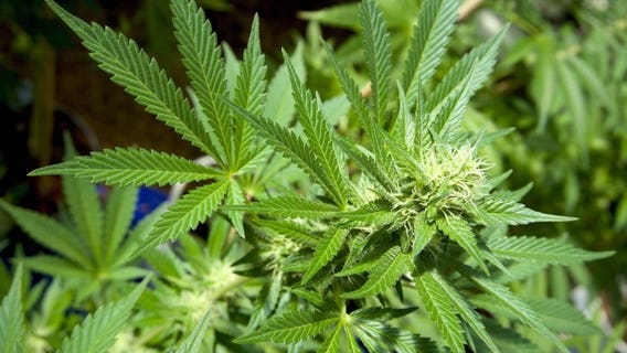 Wisconsin weed penalties, Evers vetoes increase