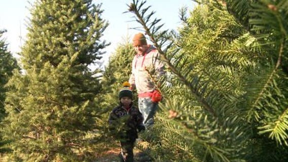 Picking the perfect tree to get into the spirit of Christmas