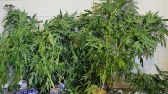 Marijuana growing operation discovered in Racine County