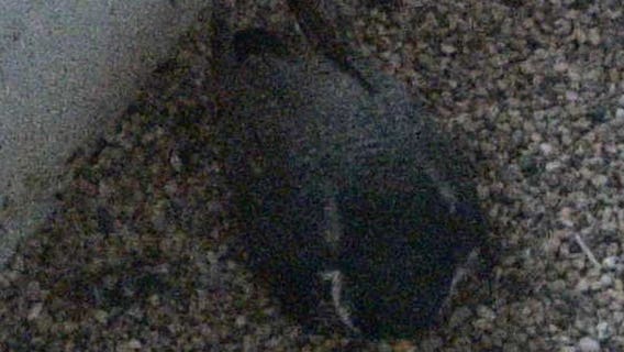 Watch: We Energies peregrine falcon camera goes live on Monday, May 1st