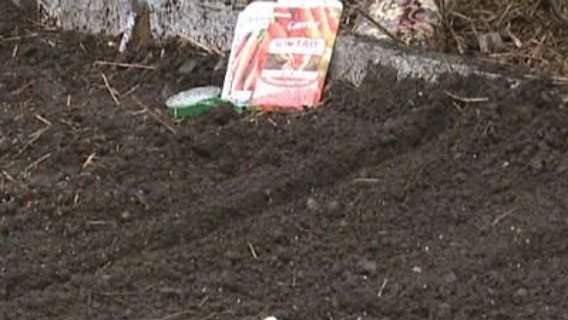 Seeds can be sown now for over a dozen crops