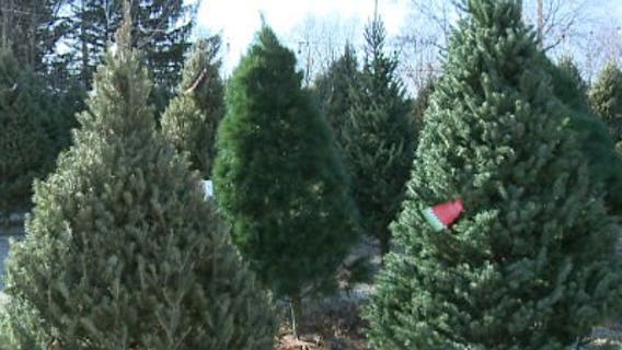 Fire officials urge proper care of real Christmas trees to avoid tragedy