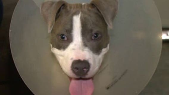 Shot in broad daylight: Four-month-old puppy takes a bullet & it could've been worse