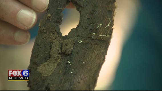 Got a bug lover in your life? Tony's Creepy Crawly Zoo excites, educates and inspires kids of all ages