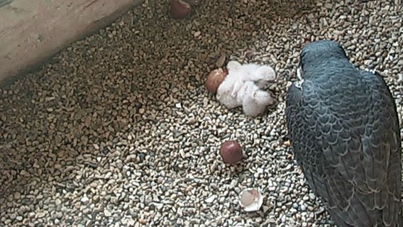 Web cam: Peregrine falcon hatches at We Energies power plant
