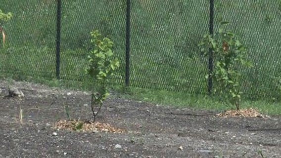 Harley-Davidson plants 110 trees in Menomonee Valley