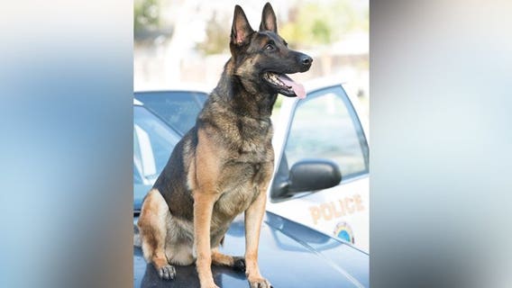 Marijuana legalized, K-9s retire