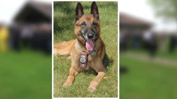 Sidelined by serious illness: Racine K-9 "Marco" is now on the mend