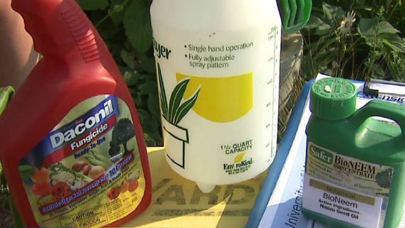 Cole crop caterpillar pests have arrived! How to detect, prevent & treat