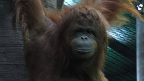 Racine Zoo orangutan, Max turns 27 years old