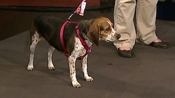 Protecting your pets this holiday weekend