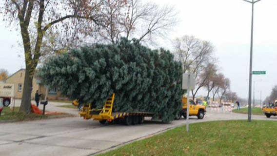 It's that time again! DPW accepting nominations for 103rd City of Milwaukee Christmas Tree!