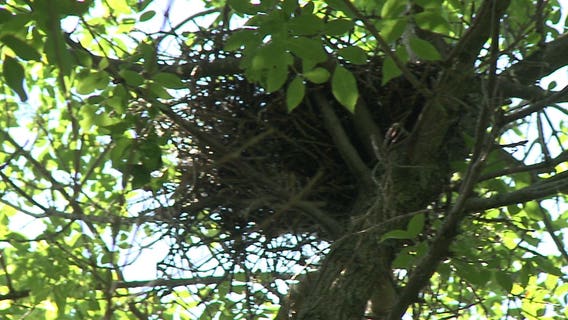 MFD rescues federally-licensed "bird bander" dangling from tree after mishap in McKinley Park