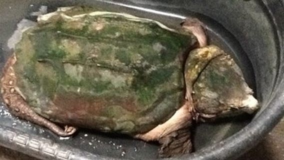 Police investigate case of animal cruelty at Kenosha home