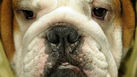 Don't give in to the begging - these Thanksgiving foods are dangerous for your dog