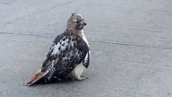 On the mend: Injured hawk gets help after being removed from Waukesha County roadway
