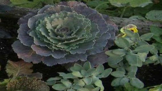 Preparing your garden for fall