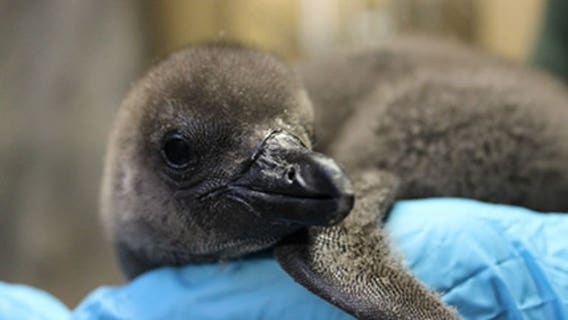 “This is an important victory:" Two endangered African penguin chicks hatch at Racine Zoo