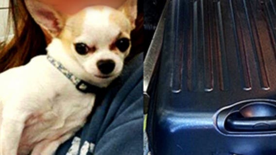 TSA officials rescue Chihuahua hiding inside owner's suitcase