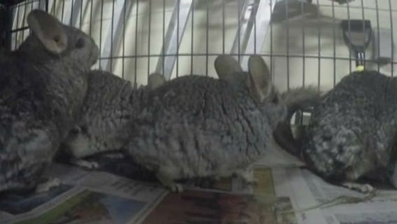 Chinchilla update: HAWS thanks community for support; owner still will not surrender animals