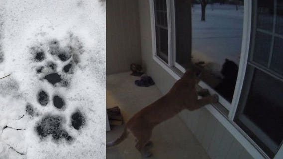 'I couldn't believe what I saw:' Cougar caught on camera peeking into Brookfield home