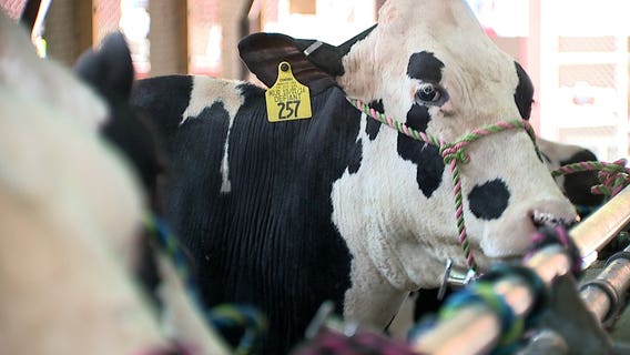Before deep fried foods and fun, the Wisconsin State Fair is about farm animals