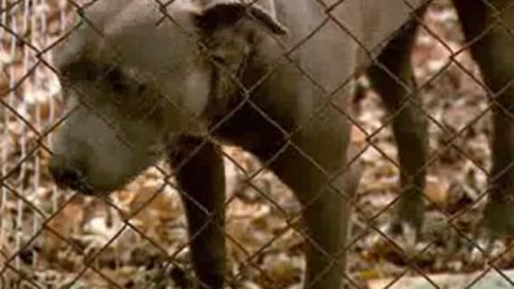 Indianapolis family thankful for dog who saved baby from kidnapping