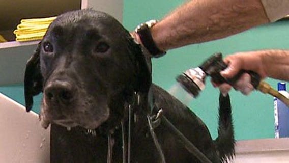 Dog owners prep their pooches for Thanksgiving