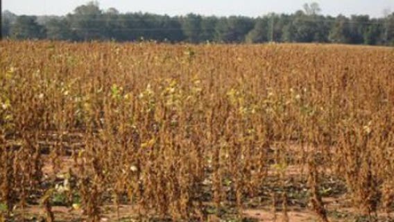 USDA buys meat to help drought-stricken farmers