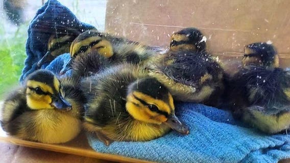 Milwaukee Fire Department helps mom, son rescue family of ducks near Capitol Drive