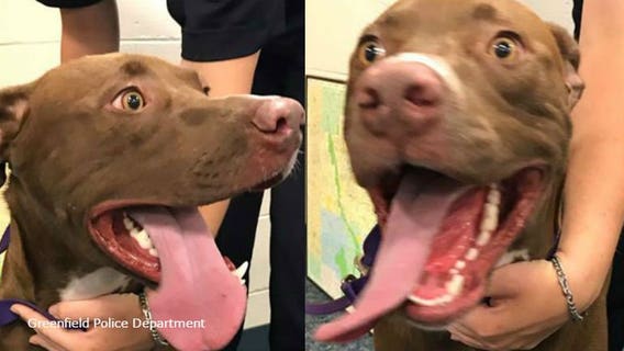 Help, I'm lost! Greenfield police seek owners of dog found near 35th and Armour