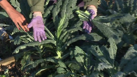 Lesson on greens in the garden