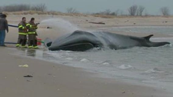 30-foot whale found on New York beach