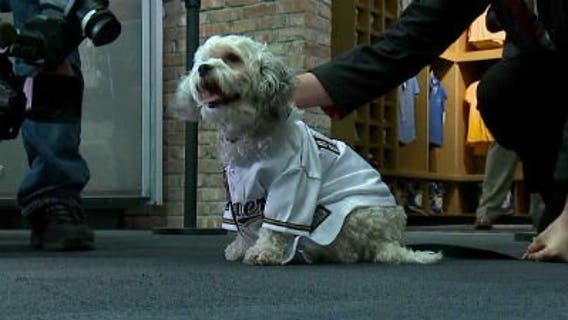 Brewers Hank draws fans to Miller Park at crack of dawn Tues.