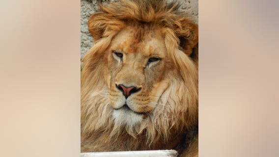 "His future is bright:" Enzi, African lion born at Racine Zoo moving to Michigan