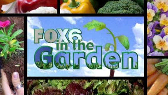 Translating cole crops, hedge your bets and plating rhubarb