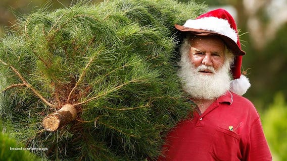 Amazon will offer real Christmas trees this year 🎄