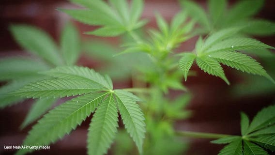 Hawaii says its 1st state to go cashless for marijuana sales