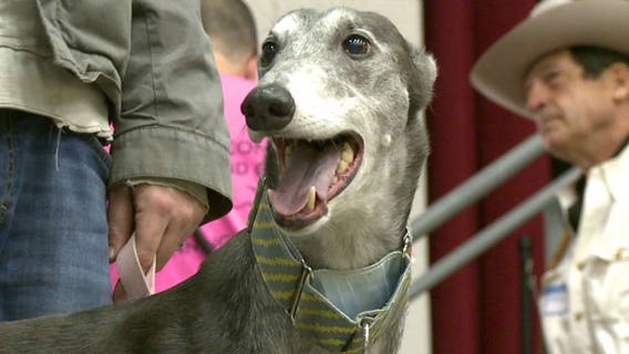 "I just couldn't believe how much I loved this dog:" Greyhound lovers gather for annual Gala